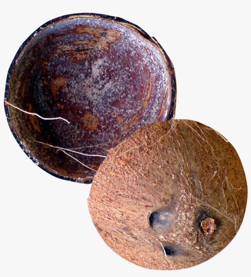 Half Coconut Png Picture - Coconut Shell Png, transparent png #287550
