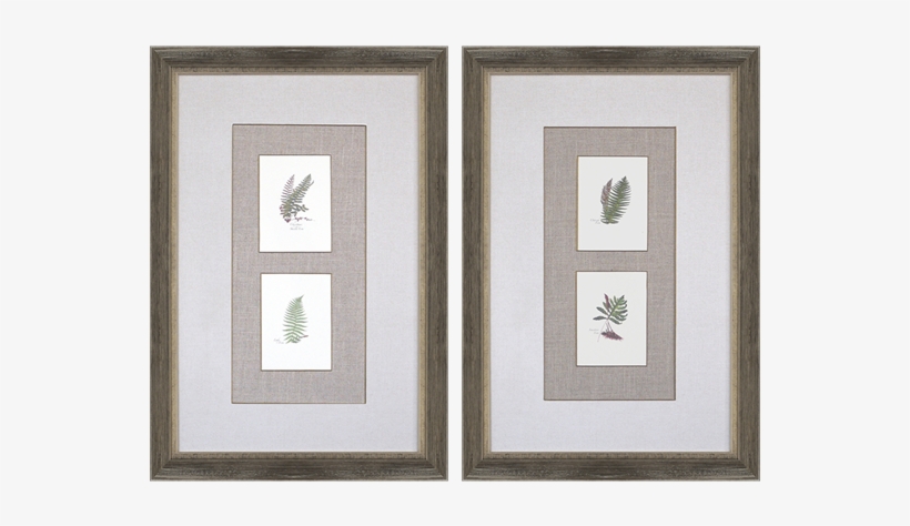 Ferns Pk/2 - Gracie Oaks 'ferns' 2 Piece Graphic Art Print Set, transparent png #287871