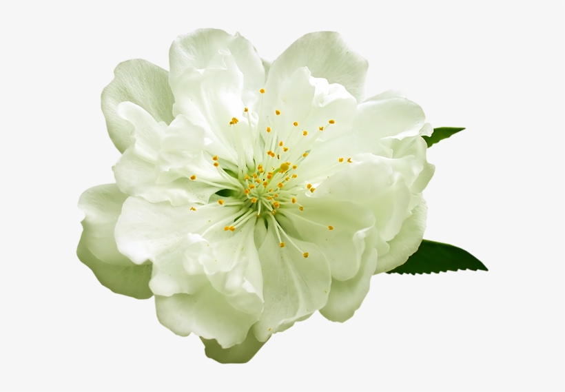 White Flower Png - White Flowers Clip Art, transparent png #287940