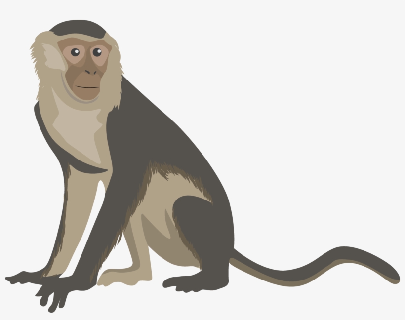 Monkey Png Transparent Free Images - Capuchin Monkey Cartoon - Free Transparent PNG Download - PNGkey Monkey Png Transparent Free Images - Capuchin Monkey Cartoon - Free Transparent PNG Download - PNGkey