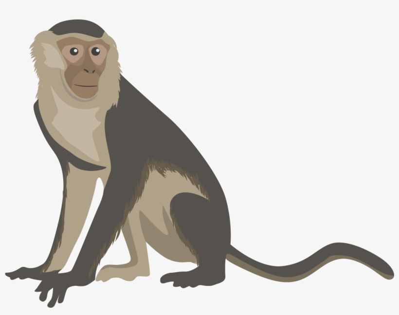 Monkey Png Transparent Free Images - Capuchin Monkey Cartoon, transparent png #287942