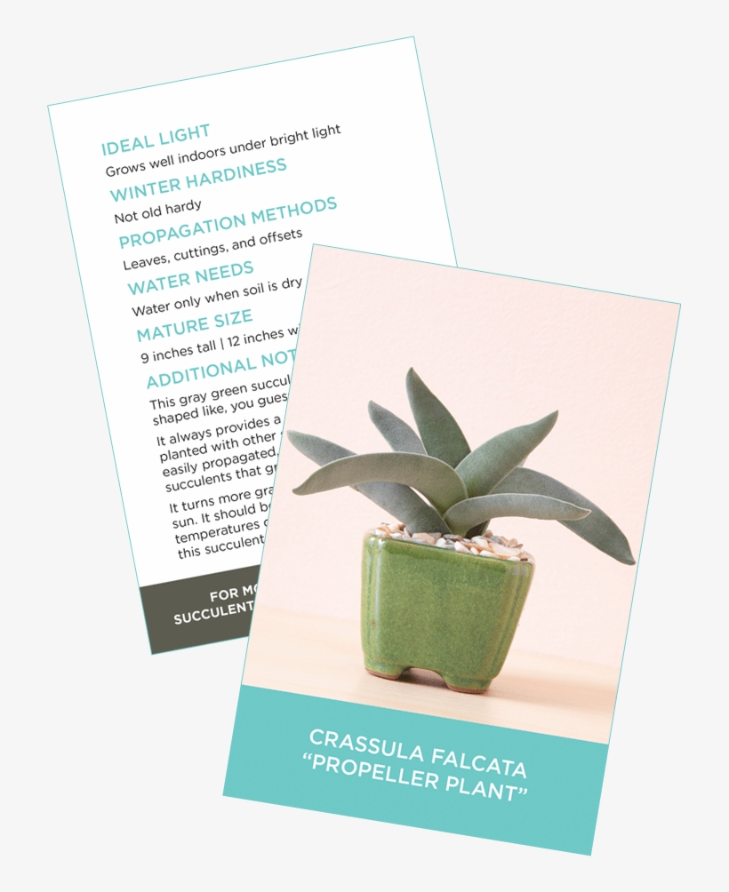 Crassula Falcata, transparent png #288029
