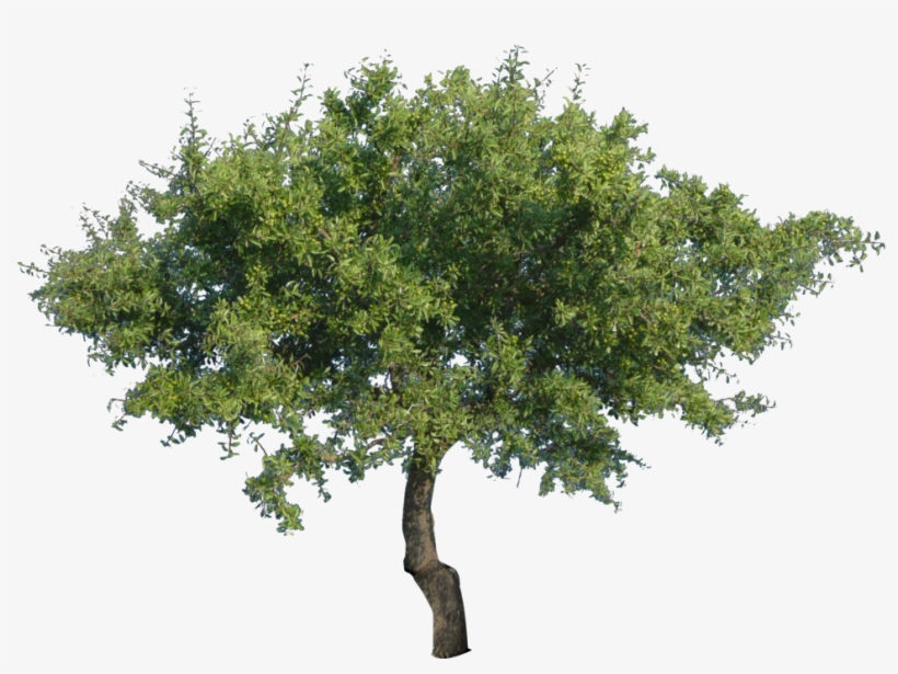 Multi Stem Tree Png, transparent png #288263