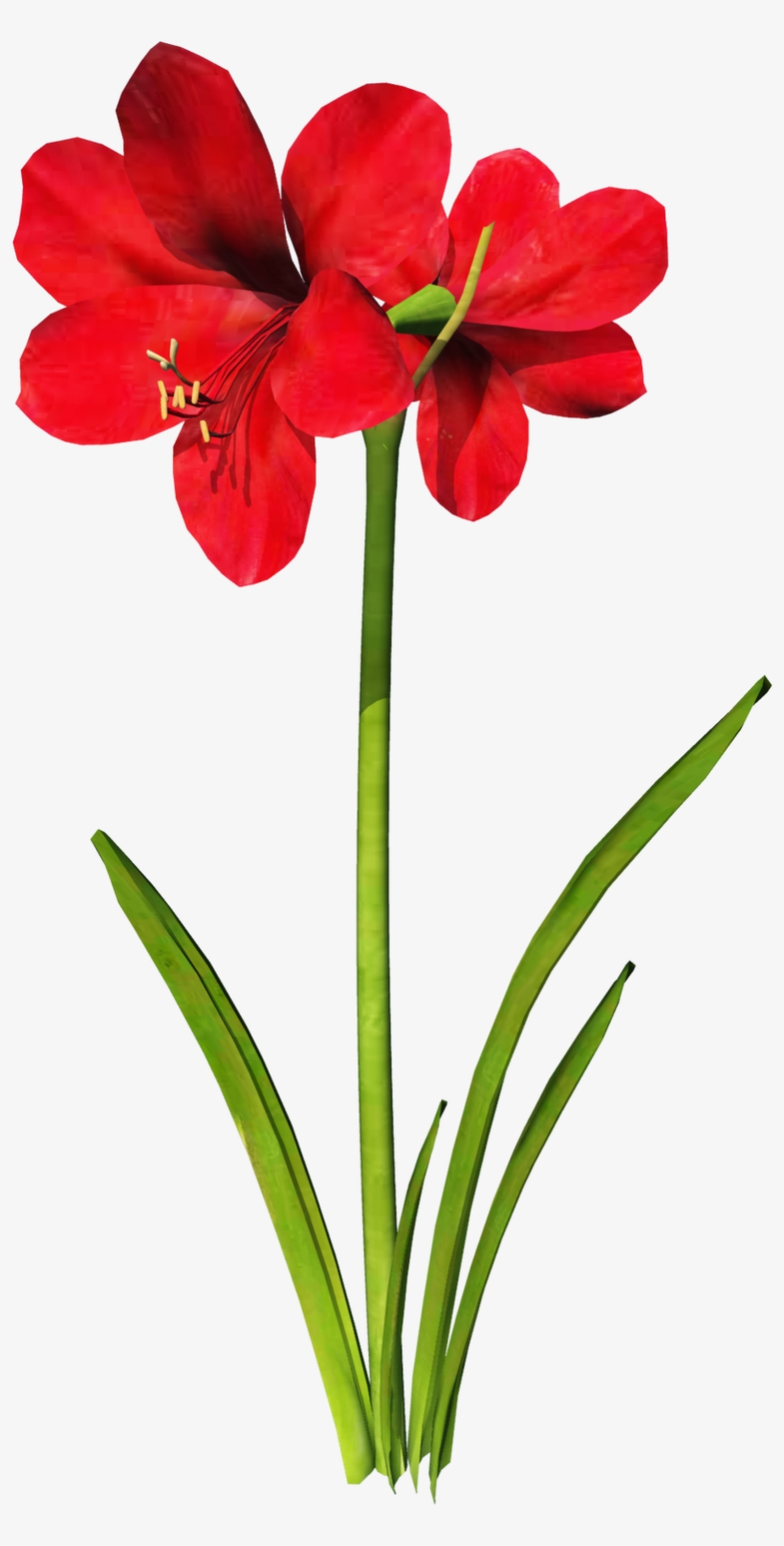 Carnation Flower Clipart At Getdrawings - Amaryllis Clip Art, transparent png #289397