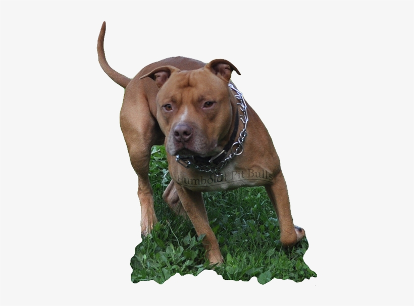 Large Red Nose American Pit Bull Studapbt Woods Snooty - Pitbull Red Nose Png, transparent png #289441