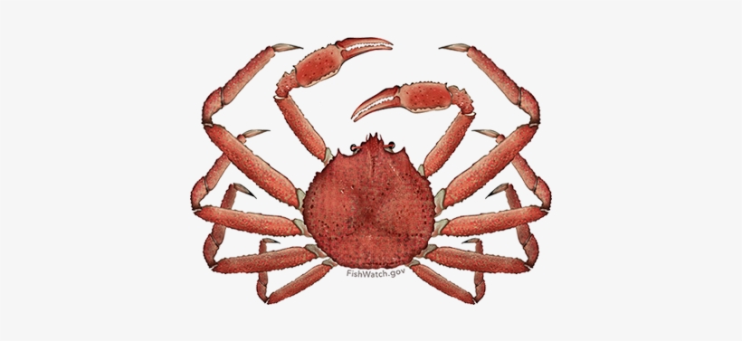 Alaska Snow Crab - Snow Crab, transparent png #289762