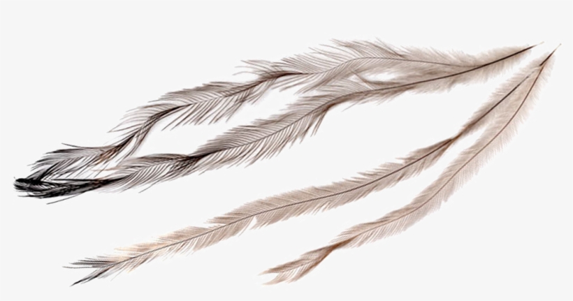 Feathers - Emu Oil, transparent png #289863