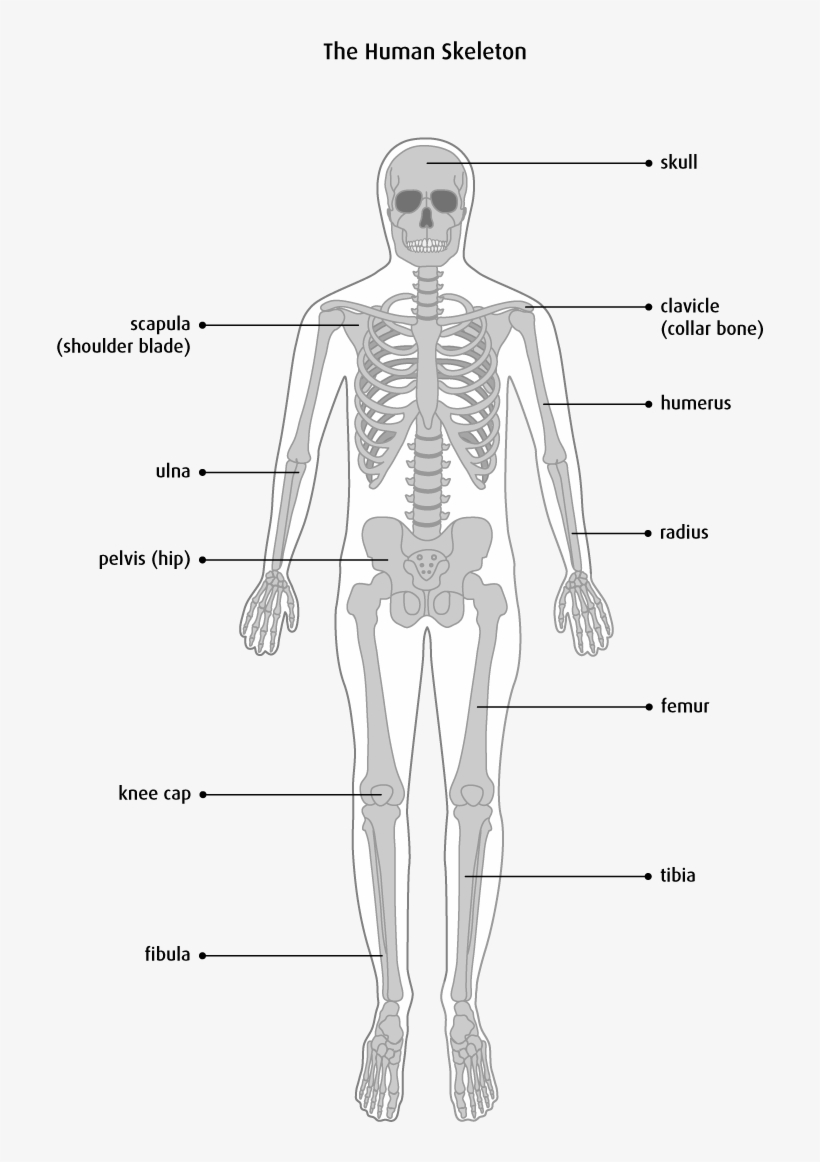 Bone Anatomy Physiology Preeminent Image Gallery For - Structure Of Human Skeleton, transparent png #2801948