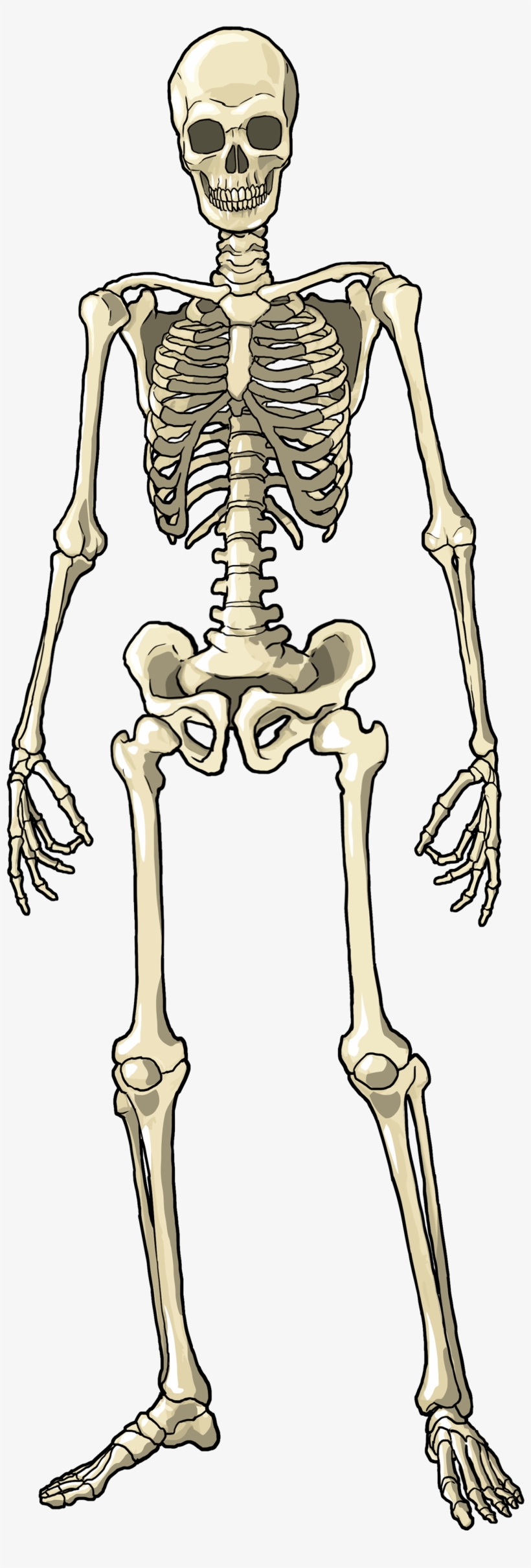 Female Skeletal System - Body Skeleton Png, transparent png #2801983