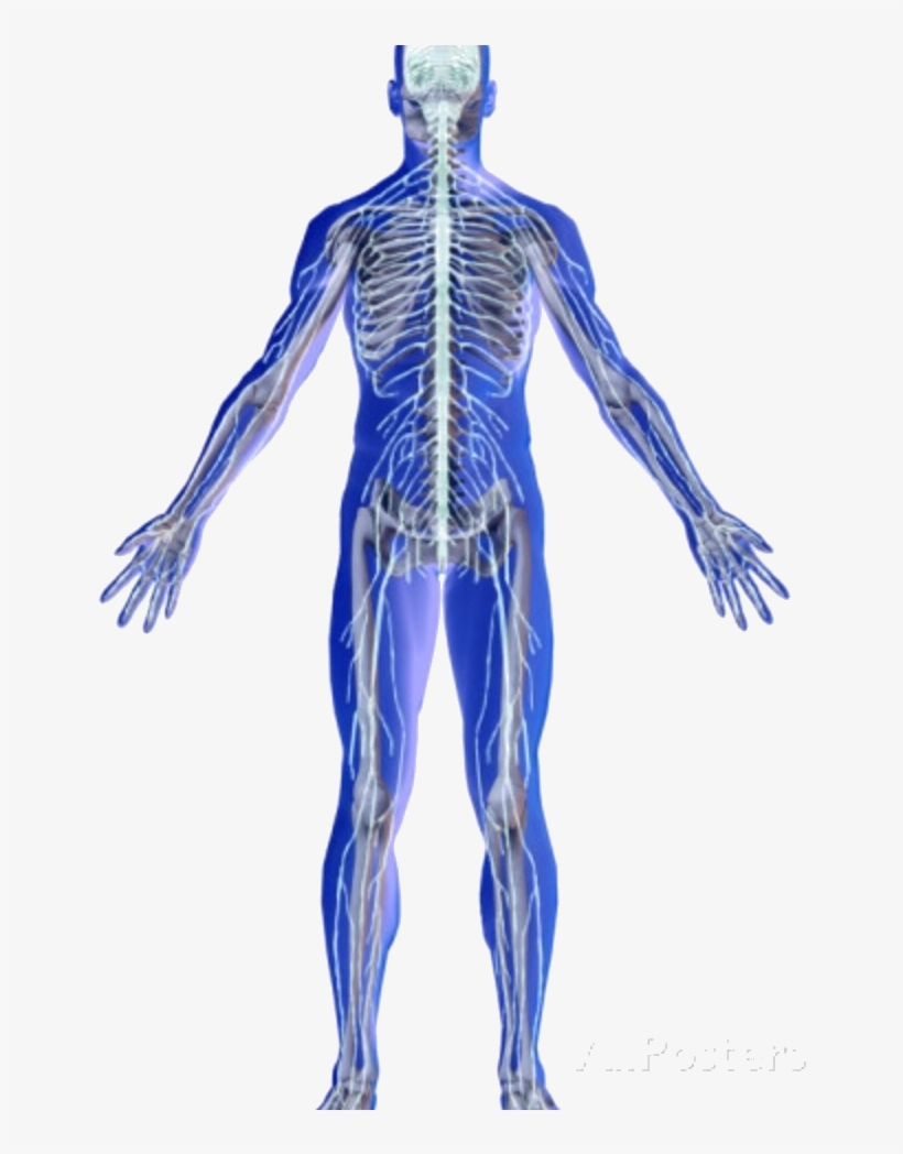 Skeletal And Nervous System, transparent png #2802076