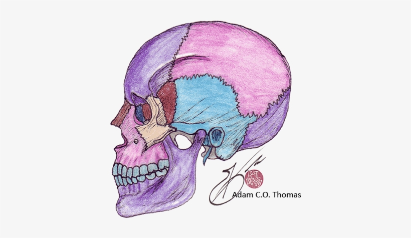 Skull, transparent png #2802128