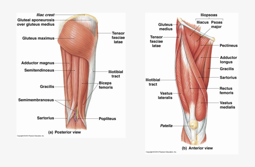 Picture - Skeletal Muscular System Legs, transparent png #2802153