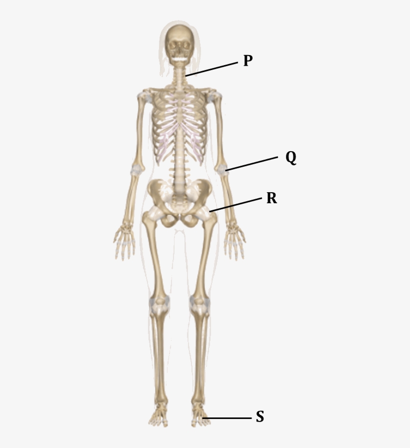 Figure Shows The Human Skeletal System - Skeletal System Back, transparent png #2802180