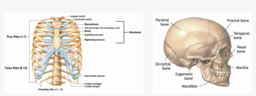 Picture - Thoracic Cage Bone Labeled, transparent png #2802197