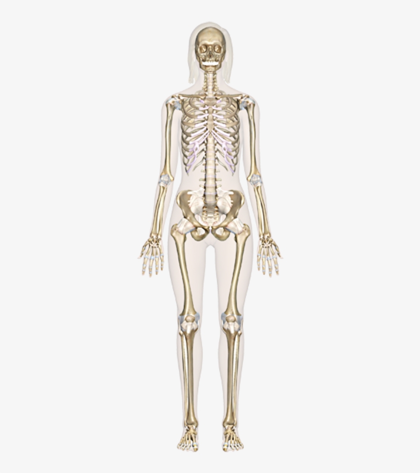 Skeletal System - Sistemul Osos Fisa De Lucru, transparent png #2802246