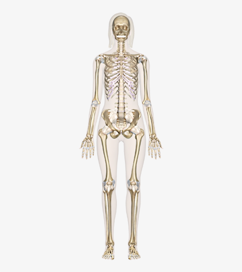 Skeletal System - Sistemul Osos Fisa De Lucru, transparent png #2802246