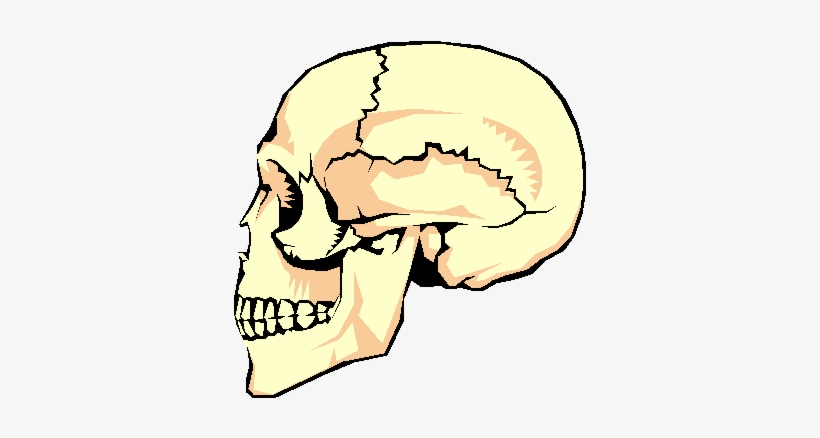 The Adult Human Skeletal System Has 206 Bones That - Functions Of The Skeletal System Protection, transparent png #2802264