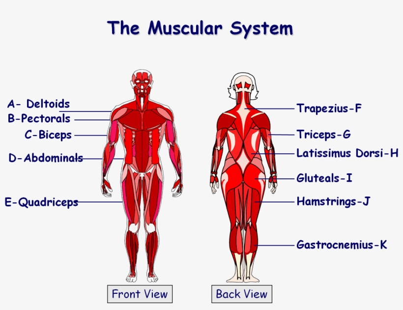 Download File - Muscles In The Body Gcse, transparent png #2802345