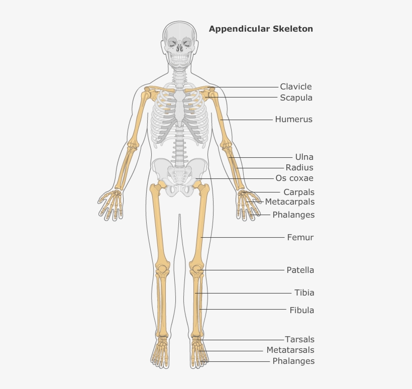 Introduction To The Skeletal System - Illustration, transparent png #2802367