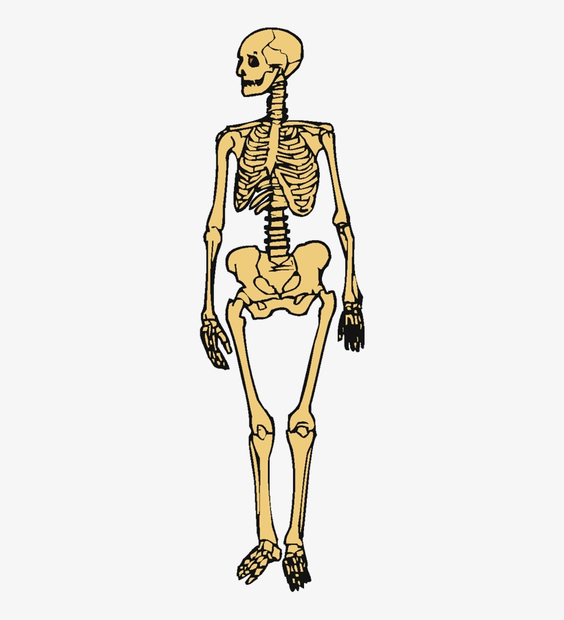 Skeleton, transparent png #2802392