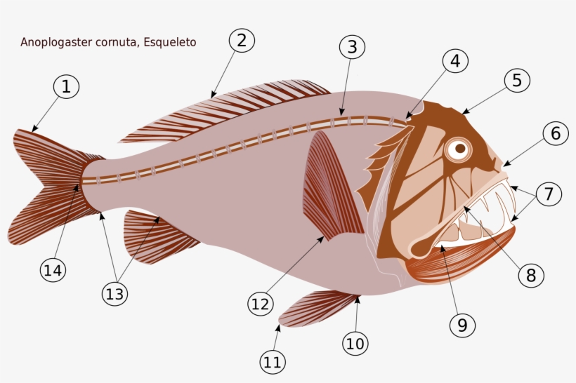 Open - Anoplogaster Cornuta, transparent png #2802445