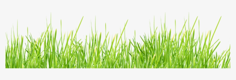 Grass Transparent Background Free, transparent png #2802465