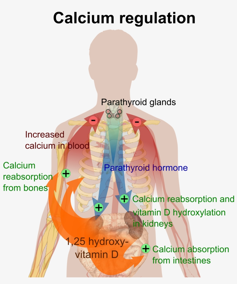 This Illustrates Calcium Regulation In Our Bodies - Happens If You Have Too Much Calcium, transparent png #2802546