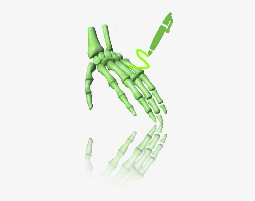Skeletal System - Hand, transparent png #2802683