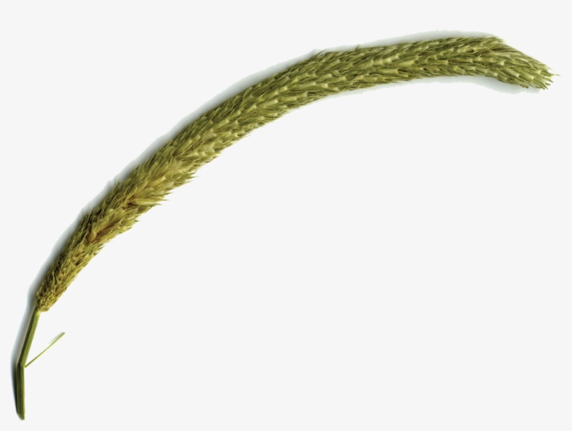 Dakotadunes Wall-grass, transparent png #2802815