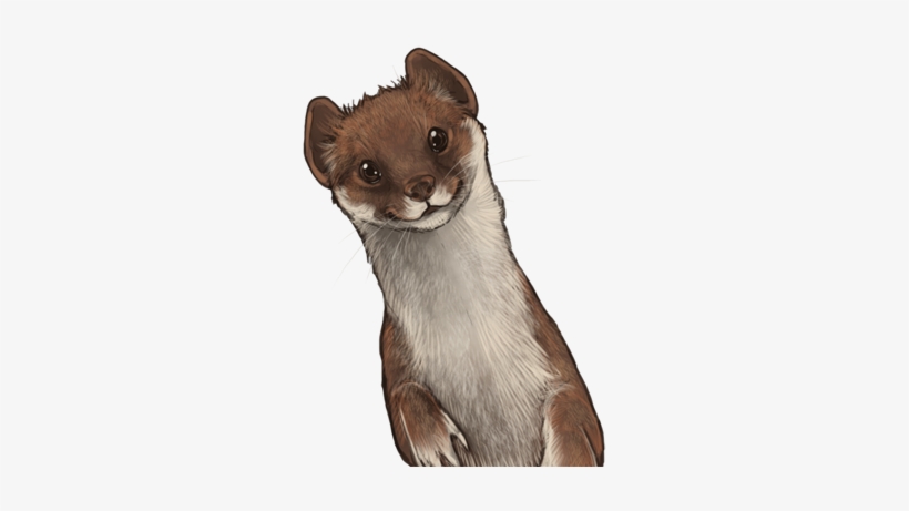 Leastweaselday - Weasel Transparent Background, transparent png #2804462