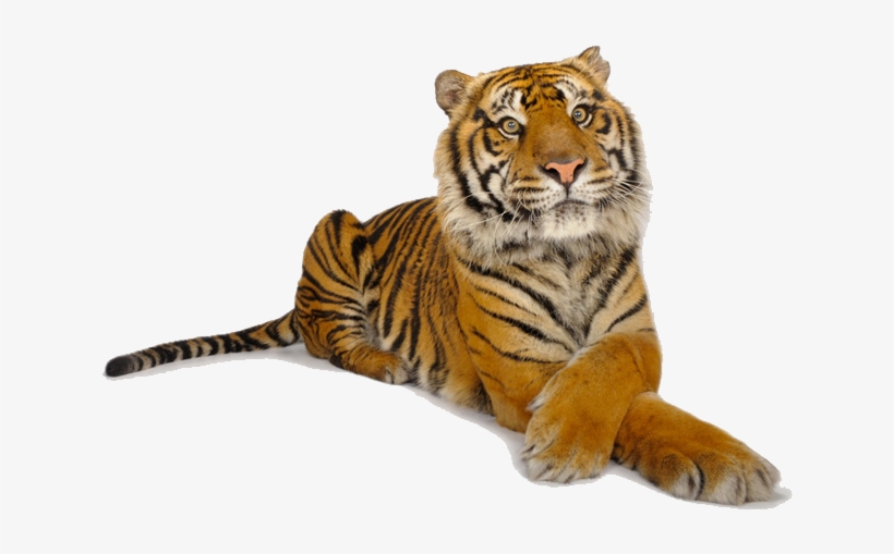 Tiger Png Download - Ark National Geographic, transparent png #2805488