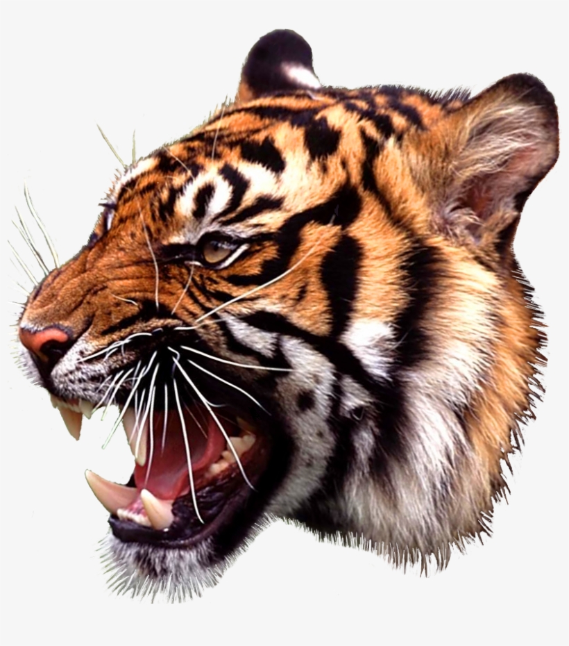 Go To Image - Angry Tiger Canvas Print - Small By Olechka, transparent png #2805509