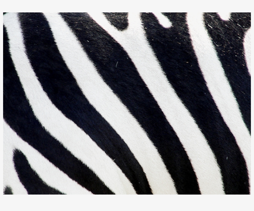 Share This Image - Zebra, transparent png #2806252