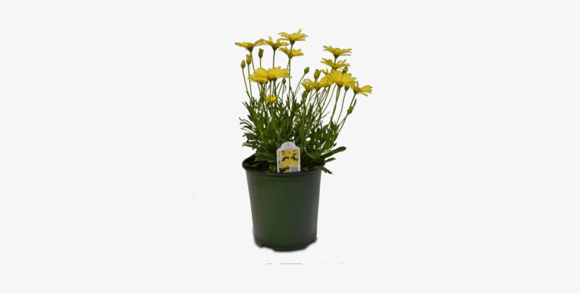 Flowering Kale - Michigan, transparent png #2806568