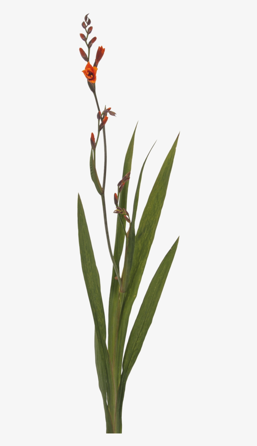 Crocosmia Mckenzie - Canna Lily, transparent png #2806653