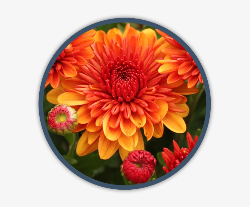 Annual Fall Color - Dahlia, transparent png #2806678