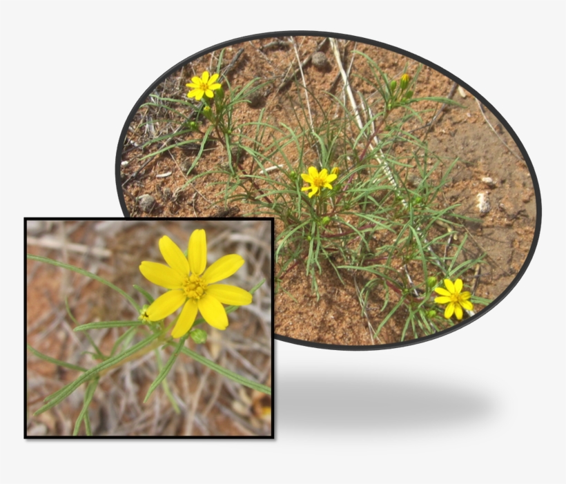 Limoncillo Thick, Grass-like Leaves Are Covered With - Buttercup, transparent png #2806794