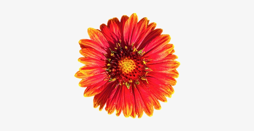 20111016 Fall Flower Sale Smshore 106 As Smart Object - Flower, transparent png #2806958