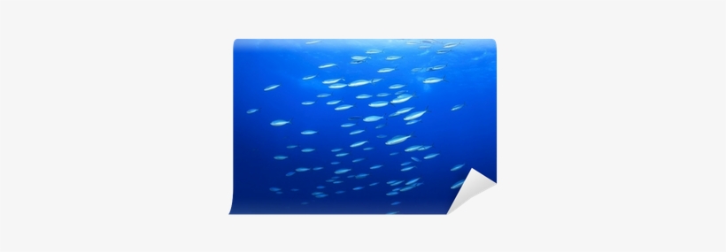 Shoal Of Sardine Fish On Blue Ocean Background Wall - Wall, transparent png #2807215