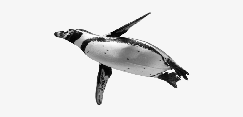 Ocean Birds Png Background Image - Penguin, transparent png #2807474