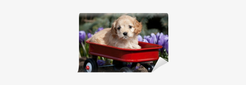 Cocker Spaniel Puppy Sitting On A Red Wagon Wall Mural - English Cocker Spaniel, transparent png #2807529