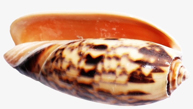 Sea Ocean Shell Png Image - Seashell, transparent png #2808058