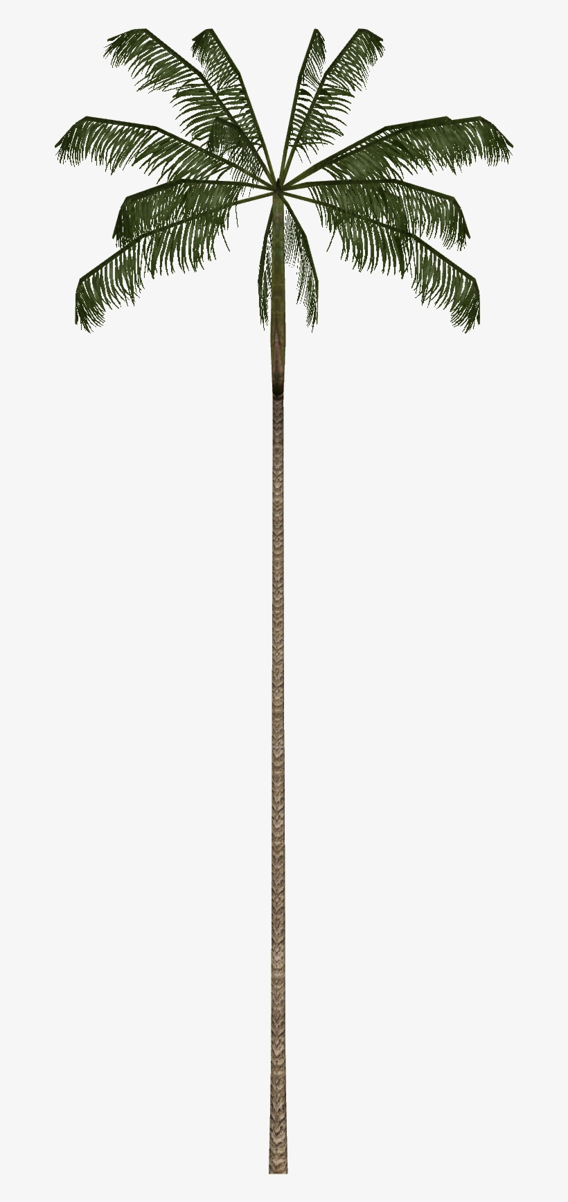 Açaí Palm - August 29, transparent png #2811036