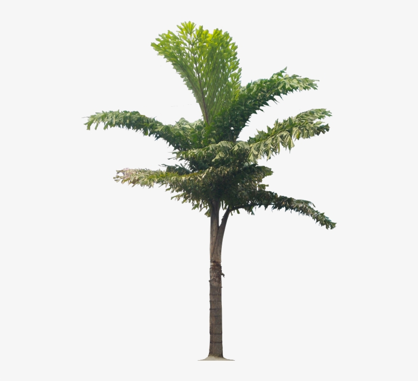 Caryota Urens - Palm Trees, transparent png #2811171