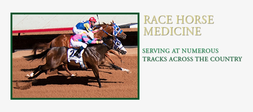 Horse Racing, transparent png #2811430