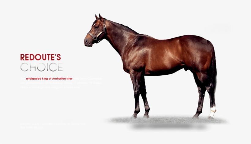 Arrowfield's Redoute's Choice A Sire - Kheleyf Stallion, transparent png #2811748