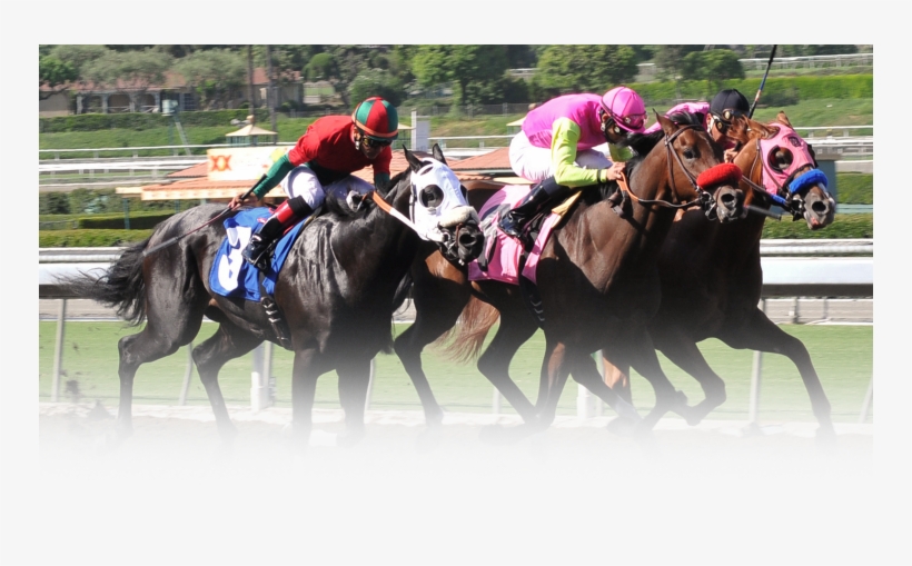 Horses - Hipodromo Santa Anita, transparent png #2811815