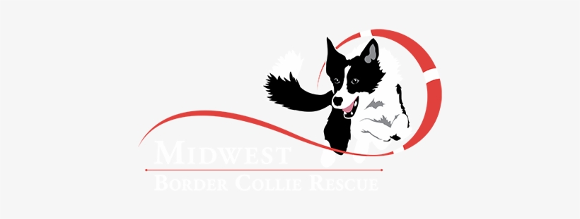Midwest Border Collie Rescue Midwest Border Collie - Border Collie, transparent png #2812087