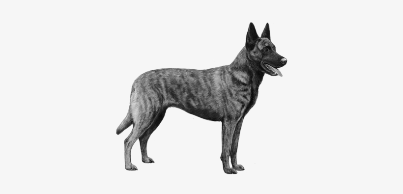 Dutch Shepherd - B&w - Dutch Shepherd Png, transparent png #2813110