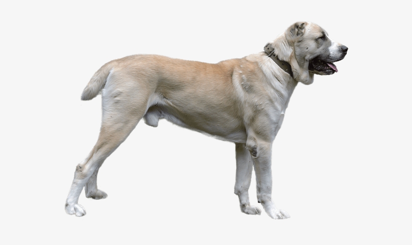 Appearance Of Central Asian Shepherd - Dog, transparent png #2813403